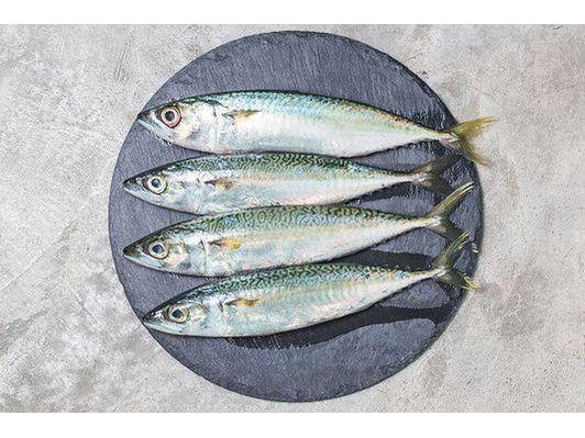 Spanish Mackerel