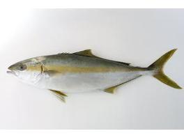 Yellowtail Amberjack (Hiramasa)