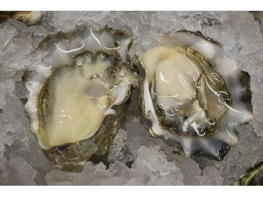 Kumamoto Oysters