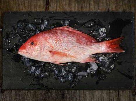 Whole American Red Snapper