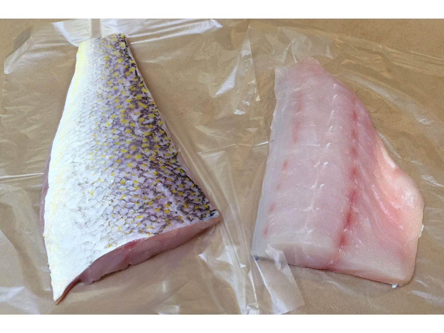 Golden Tilefish